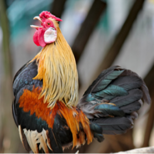 Coq
